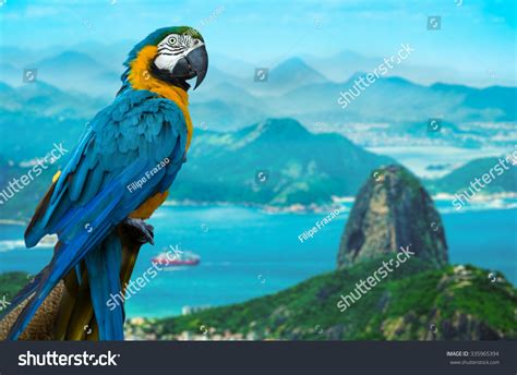 Blue And Yellow Macaw In Rio De Janeiro Brazil Stock Photo 335965394