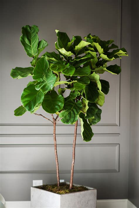 In excellent condition or health. Fiddle Leaf Fig: Going Green Never Looked So Good | MOSS MANOR
