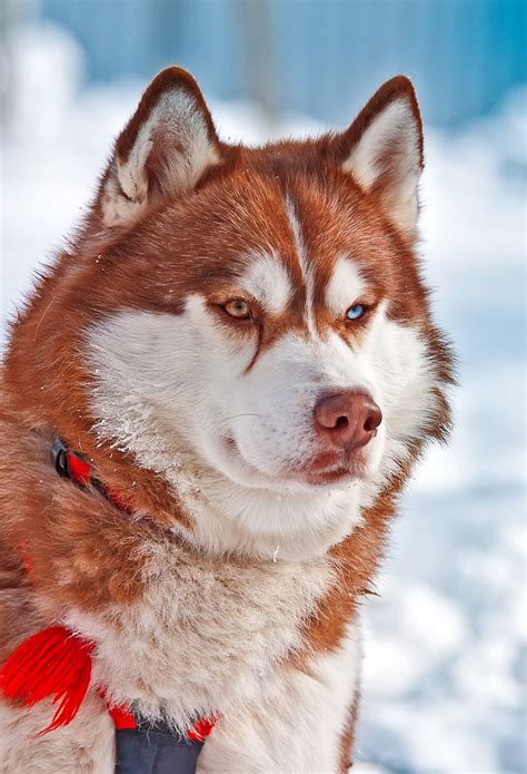 Pictures Of Huskies An Amazing Gallery Of Siberian And Alaskan Dogs