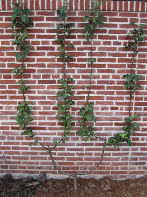 Cordons allow you to grow a useful amount of fruit in even a small garden. Fi's growing, gardening and design: Espalier and Cordon trees