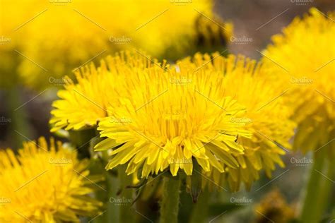 Photo Of Yellow Dandelions Dandelion Planting Flowers Photo