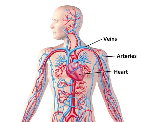 Schematic Diagram Of Circulatory System