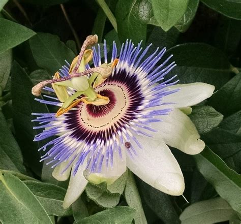 Photo Of The Bloom Of Blue Passion Flower Passiflora Caerulea