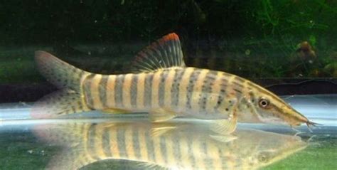 Tiger Botia Loach Fish Loaches Make Up A Group Of Largely Bottom