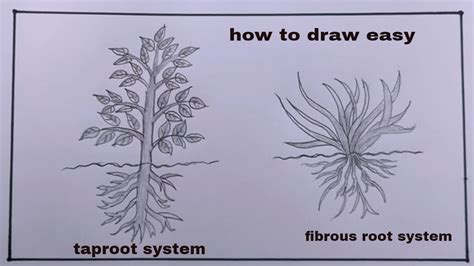 How To Draw Tap Root And Fibrous Root Tap Root System Diagram YouTube