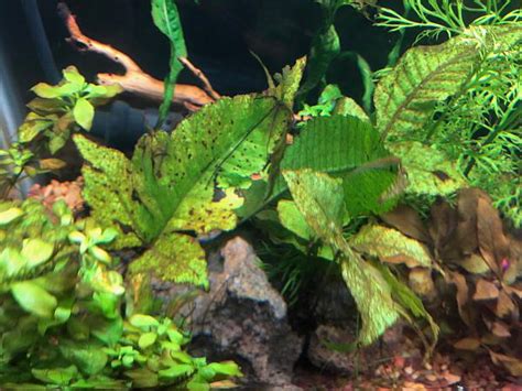 The plant that covers the bottom of the aquarium is called micranthemum 'monte carlo', and is one of the most popular plants used for aquascaping. Why Are My Plants Turning Brown? | 329626 | Aquarium Plants