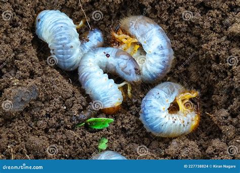 White Grubs Burrowing Into The Soil Stock Photo Image Of Brown