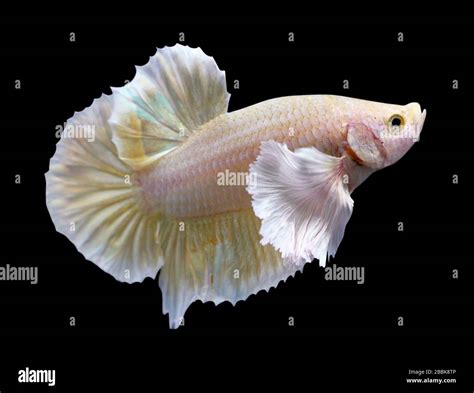 Golden Dumbo Ear Halfmoon Plakat Hmpk Betta Male Or Plakat Fighting