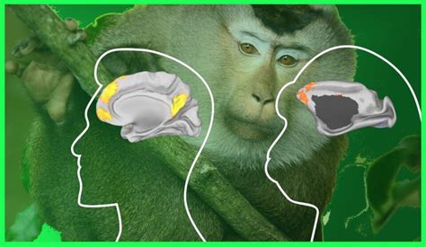 Growing Bigger Monkey Brains With Human Gene
