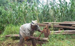 Cameroon Reaps Benefits of Investments in Agricultural Research