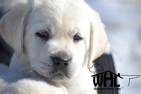 Welcome to ruff's labradorswe breed yellow, white, black and chocolate english labrador retrievers in california. labrador puppies for sale MN - Welcome Home Labs