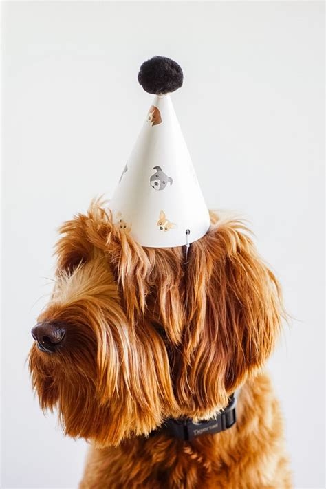 Free Printable Dog Party Hats Lets Pawty Dog Party Hat Dog Party