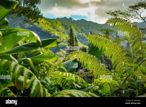 Lush Foliage In A Tropical Rainforest With Mountains In The Background
