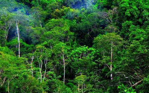 Tentang Vegetasi Hutan Tropis Himaba Fkt Ugm