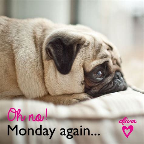 Monday Blues Quote Divaaccessories Pugs Cute Pugs Cuddly Animals