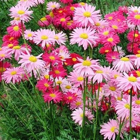Chrysanthemum Coccinea Cv Robinson S Painted Daisy Mix Or Pyrethrum