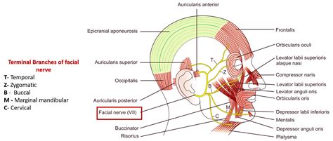 Face Nerve Supply