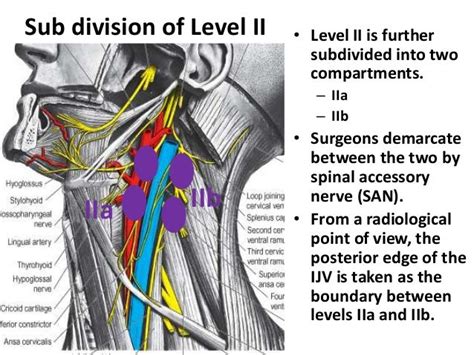Miles To Read B4 I Sleep Level 2 A And 2b Cervical Lymph Node Cv Ln Levels
