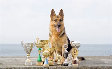 For usa pets only register your pets microchip. America's Pet Registry
