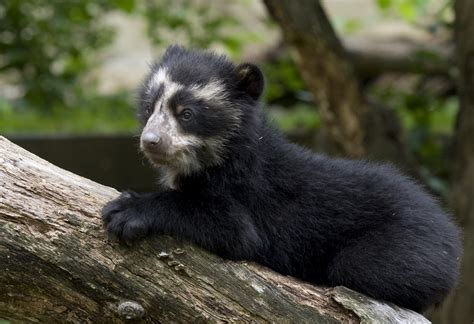Andean Bear Cub Andean Bear Cub Bernardo Smithsonians National