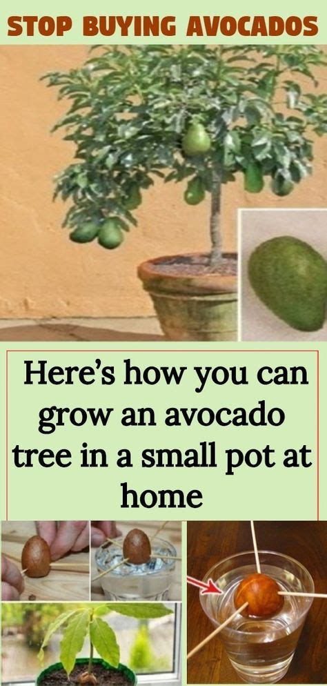 How to pollinate an avocado tree. Stop buying avocados. Here's how you can grow an avocado ...