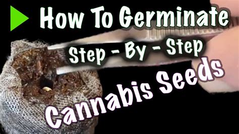 How To Germinate Cannabis Seeds In Peat Pellets Step By Step Cbd Rumor