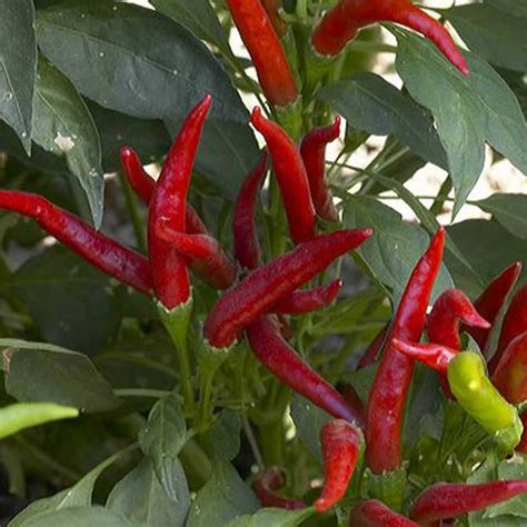 Super Chili Hybrid Hot Pepper Garden Seeds 100 Seeds Non Gmo Vegetable Gardening Seed Aas