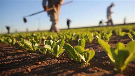 Plantation Farming And Its Benefits