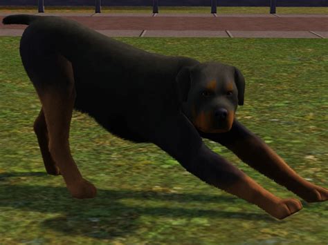The Sims Resource Rottweiler