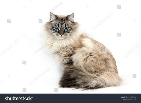 3 394 Seal Tabby Images Stock Photos Vectors Shutterstock