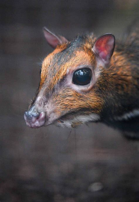 Whitney has successfully raised 4 orphan deer mice. Baby Philippine mouse deer at Chester Zoo - North Wales Live