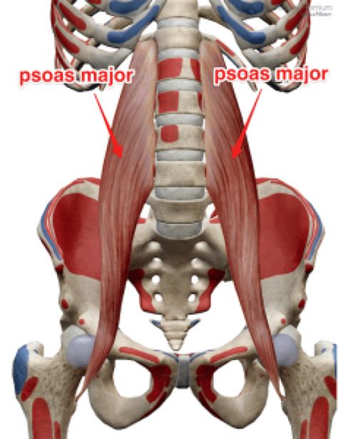 The Psoas Muscle And Its Actions Psoaspain Yoga Anatomy Psoas