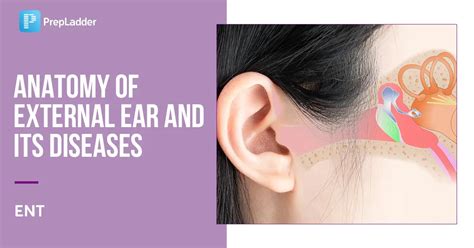 Anatomy Of External Ear And Its Diseases