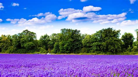 Purple Lavender Field Wallpaper For Desktop 1920x1080 Full Hd