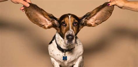Does Your Dog Have Smelly Ears 7 Causes And Solutions