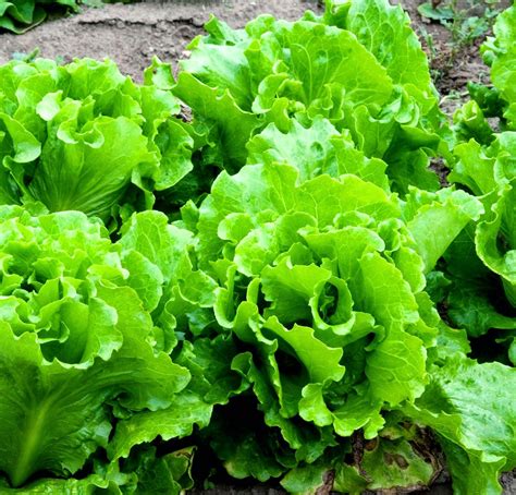 Lettuce Growing Tips ~ Gardening Abc Growing Vegetables Growing