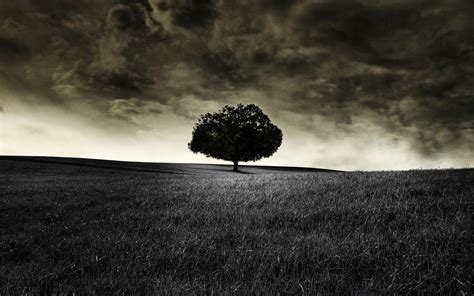 Free Download Tree Themed Wallpaper 1920x1200 For Your Desktop