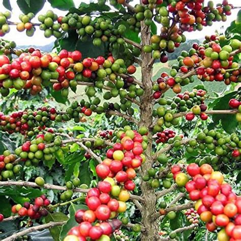 Organic Arabica Coffee Plant Seeds Etsy