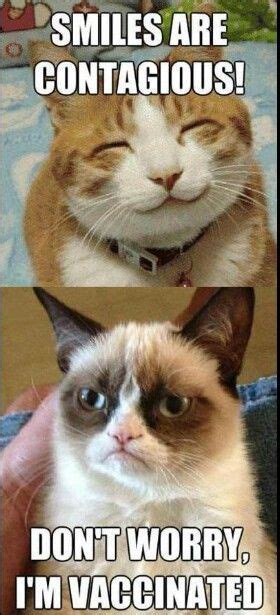 Grumpy Cat Smiles Grumpy Cat Quotes Funny Grumpy Cat Memes Cat Jokes