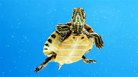 Whats An Aquatic Turtle Pet Turtles Youtube