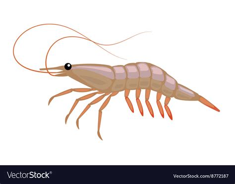 Cartoon Shrimp Royalty Free Vector Image VectorStock