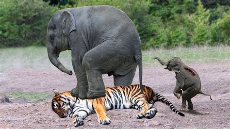 Mother Elephant Rescue Baby From Tiger Amazing Wild Animals Attacks