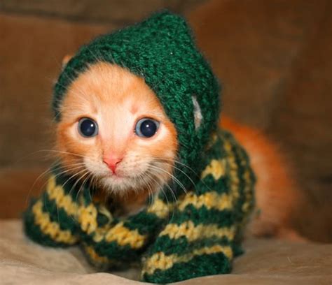 Cool Cats Wearing Hoodies - 20 Pictures