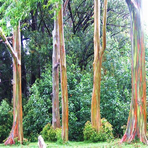 50 Pcs Rare Rainbow Eucalyptus Deglupta Bonsai Tree Bonsai Potted