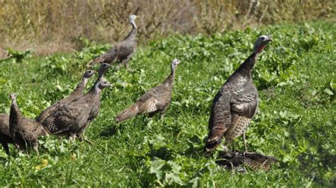 Fall Turkey Hunting Tips Meateater Hunting