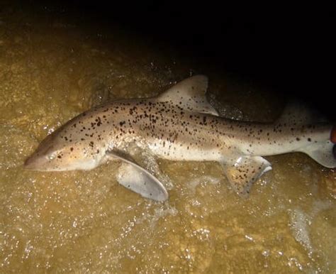 Spotted Gully Sharks Keep In Sandy Depths Of 10 Metres