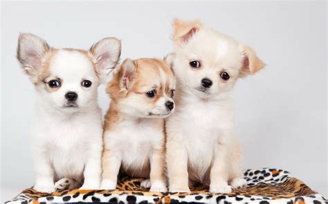 Cute Dogs And Puppies Wallpapers For Mobile - Wallpaper Cave Dog pet animal cute adorable canine young mammal bulldog puppy.