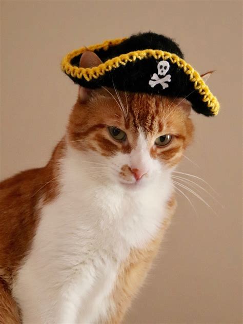 Pirate Hat For Cats Funny Halloween Cat Costume Cat Hat Cat Photo