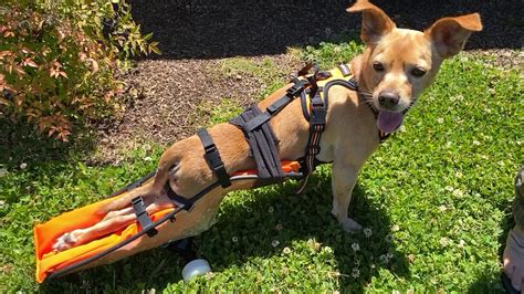 Up Academys Paralyzed Therapy Dog Can Walk Again With Brand New Body