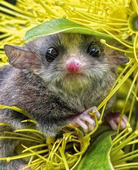 Eastern Pygmy Possumqld Australia Animals And Pets Baby Animals